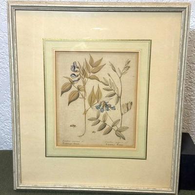 Antique german botanical print schwarze erven"