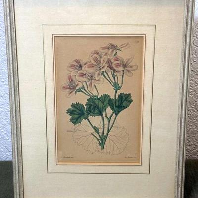 Franz blascheck botanical bookplate