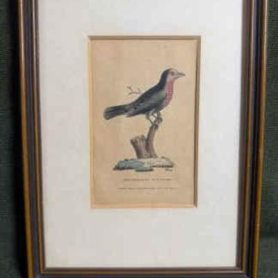 Antique print “red breasted blackbird”
