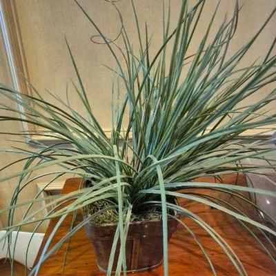Air Plant In Planter
