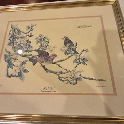 Framed Purple Finch Pribt By Sallie Ellingtin Middleton