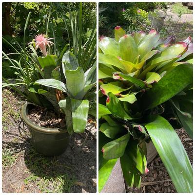 Pair Of Bromeliads