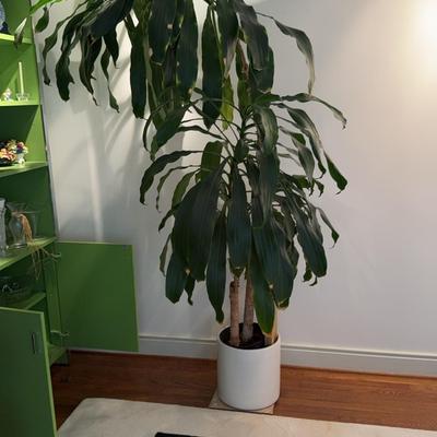 Dracaena  Marginata  Or Corn Plant 