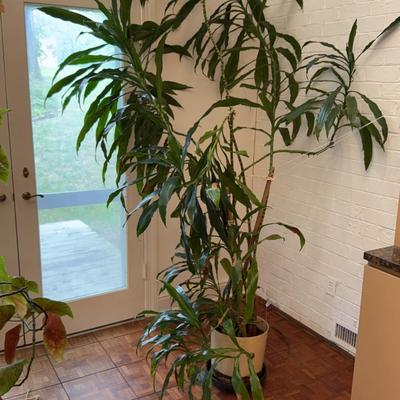 Umbrella Tree Fig And Bamboo/Dracaena Plant