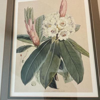 Botanical Framed Print