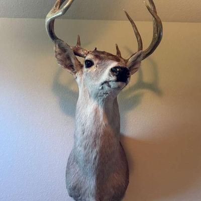 Whitetail Deer Head Bust – Wall Display