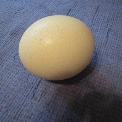 Sale Photo Thumbnail #85: Ostrich egg.