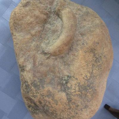 Fossil 5"x7" found near Charleston, IL