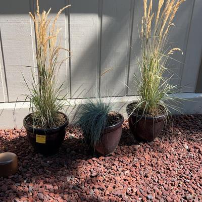 3 Planters 