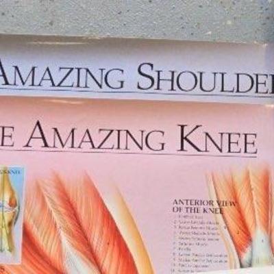 Anatomy Posters 
