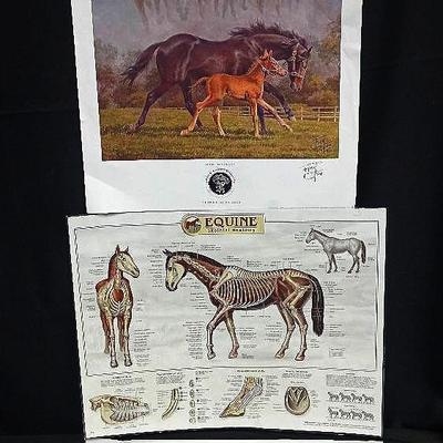 Equine Anatomy Poster & Fred Stone Pencil Signed Prints
