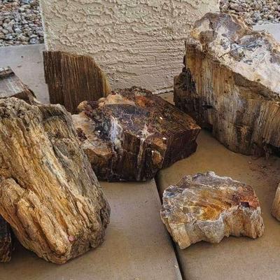 Large Petrified Wood Collection (Largest Piece Approx 35lbs)