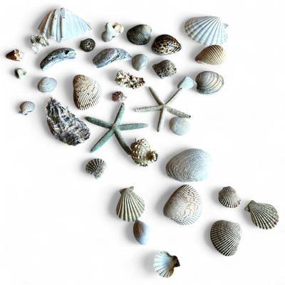 Large Collection of Seashells and Starfish