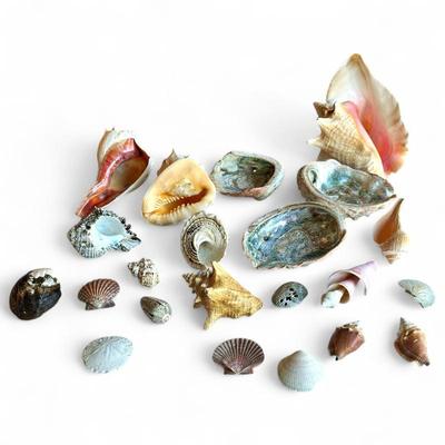 Large Collection of Seashells and Marine Mollusk Shells