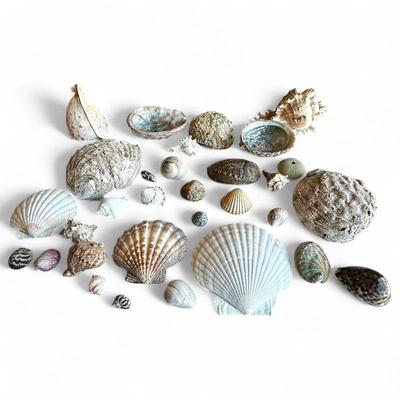 Large Collection of Seashells and Marine Mollusk Shells