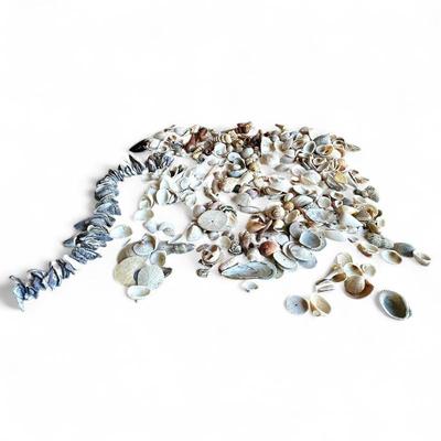 Large Collection of Assorted Shells