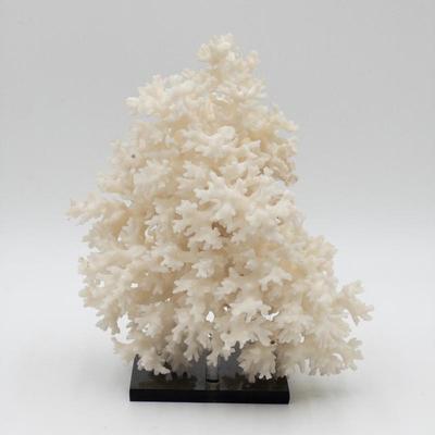 White Coral Specimen on Base