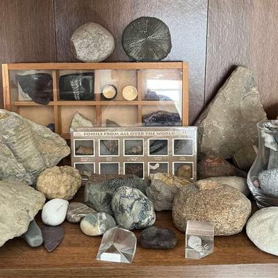 Fossils and Rocks