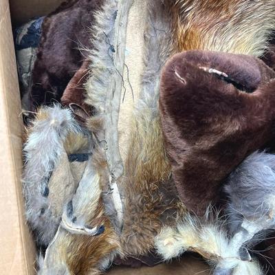Mystery Of Fur Scraps