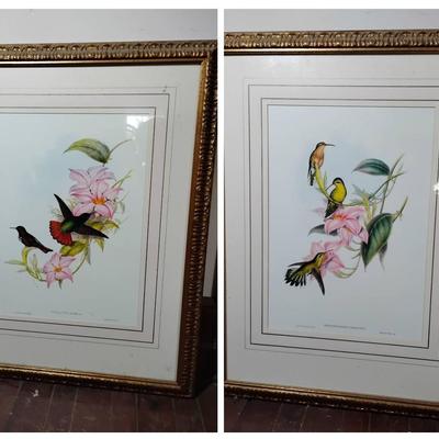 John Gould Bird Prints 