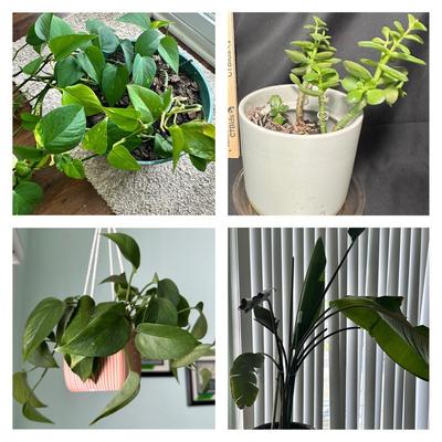 Indoor Live Plants