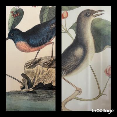 Pair Of Framed Bird Prints