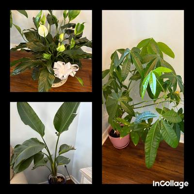 Three Live Plants-Money Tree, Peace Lilly, Bird Of Paradise 