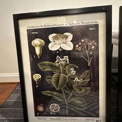 Botanical Print Set (Print 1 of 4) - Black Frame 