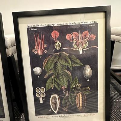 Botanical Print Set (Print 3 of 4) - Black Frame