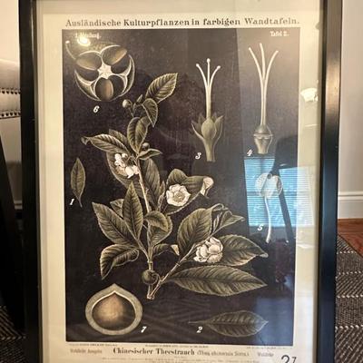 Botanical Print Set (Print 4 of 4) - Black Frame