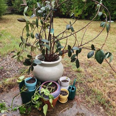 Plant Potty