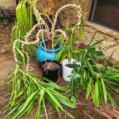 Plant Paradise