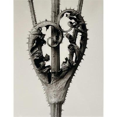 KARL BLOSSFELDT (GERMAN, 1865-1932) PHOTOGRAPH | Dipsacus laciniatus from Urformen de Kunst I
high density multiple pigment print
h. 15.5...