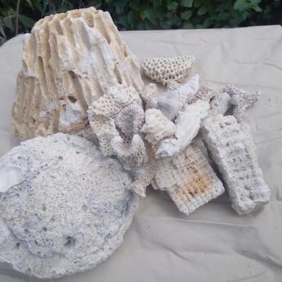 Real coral