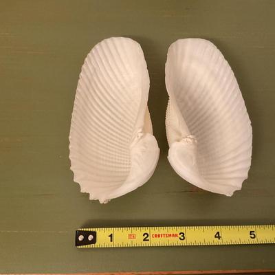 Angel Wing clam (Cyrtopleura costata)