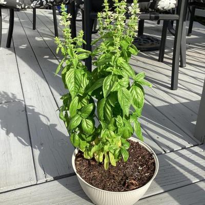 Sale Photo Thumbnail #30: Green florals in pot