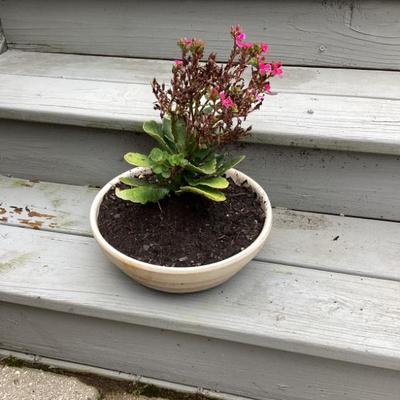 Sale Photo Thumbnail #35: Pink flowers in white pot copy