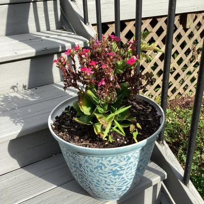 Sale Photo Thumbnail #34: Pink flowers in plastic pot
