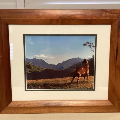 CMS129 Koa Framed “Morning Glory” Picture Of Horse By Patrick Ching