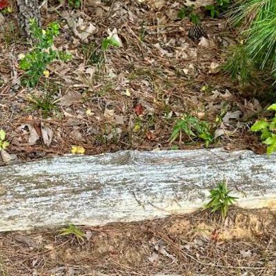 Sale Photo Thumbnail #152: LARGE piece of petrified wood 