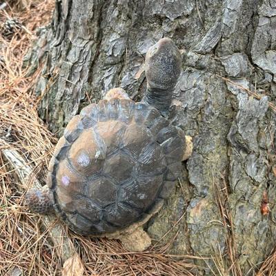 Sale Photo Thumbnail #151: Concrete turtle 