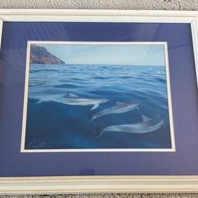 AAA202 - Framed Dolphin Photo Print