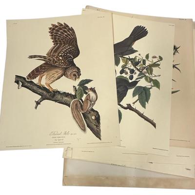 Sale Photo Thumbnail #90: 6 Vintage Audubon Havell Offset Lithographs from the Collection of Northwestern Mutual Life Insurance. Each sheet 16"x21". 
