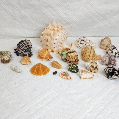 Sea Shell Lot. Cream, Green, Orange, Striped