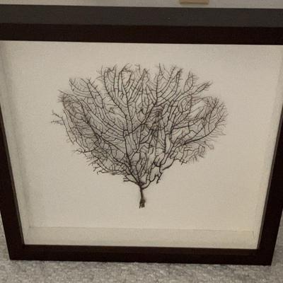 Framed Coral Sea Fan 