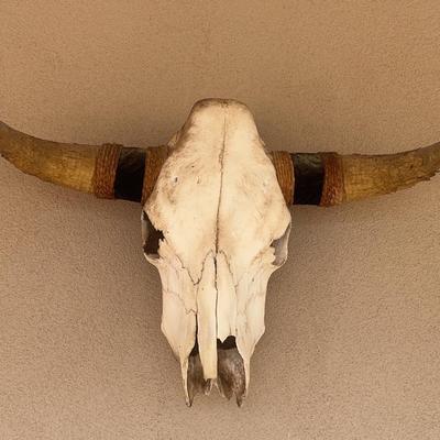 Bull Skull and Horns