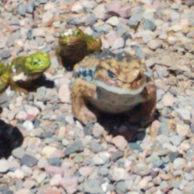Tenacious Toads