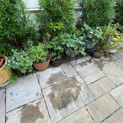Sale Photo Thumbnail #80: Plants 