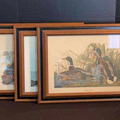 Framed Bird Prints