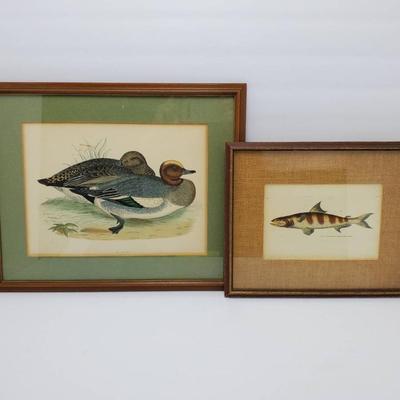 Antique Hand Colored Engravings: Wigeon Duck & Tumbil Salmon